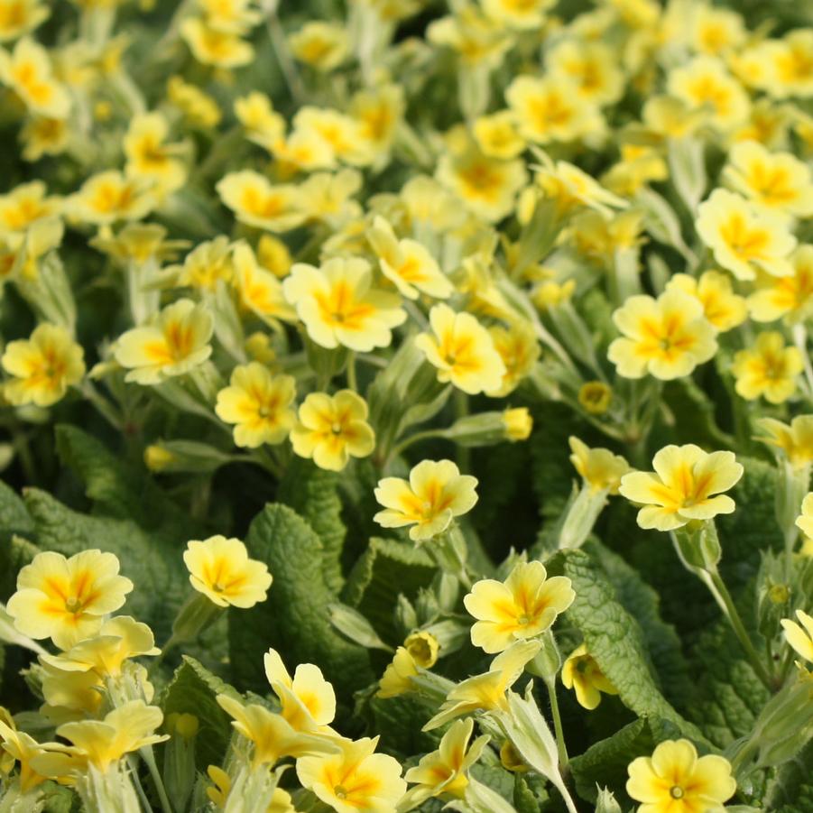 Primula vulgaris - Primrose from Hoffie Nursery