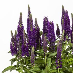 Ajuga reptans 'Sugar Plum' PP21,586