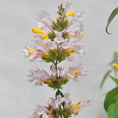 Heuchera 'Hercules'