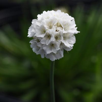 Melittis melissophyllum 'Royal Velvet Distinction' PP13,233