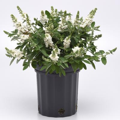 Stylophorum diphyllum