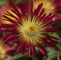 Allium sesescens 'Glaucum'