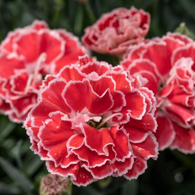 Ocimum basilicum 'Red Rubin'