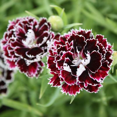 Chrysanthemum 'Ashley'