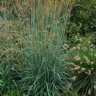 Dennstaedtia punctilobula