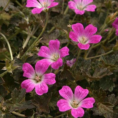 Geum 'Mai Tai' PPAF