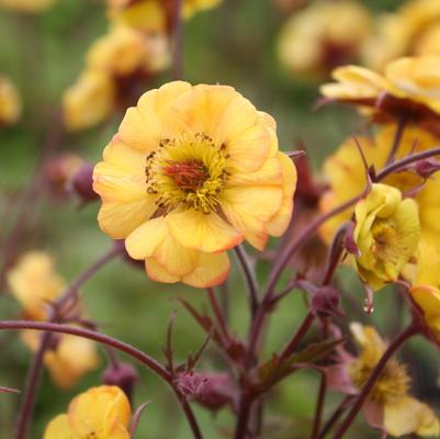 Heuchera 'Stainless Steel' PPAF