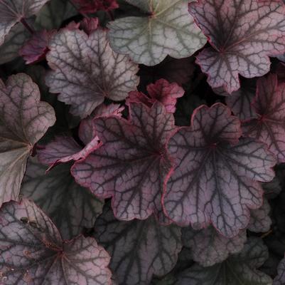 Nepeta 'Early Bird'