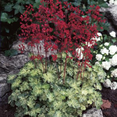 Panicum virgatum 'Rotstrahlbusch'