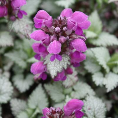 Phlox paniculata 'Grenadine Dream' PP19,048