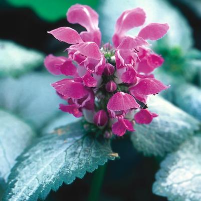 Primula polyantha 'Francesca' PPAF