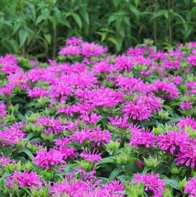 Veronica longifolia 'Pink Eveline' PP18,743