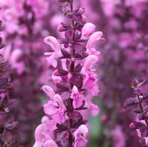 Filipendula rubra 'Venusta Magnifica'