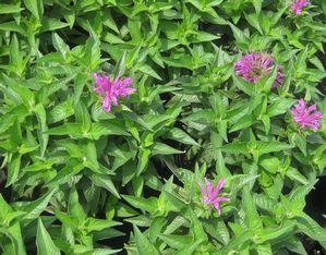 Lavandula angustifolia 'Munstead'