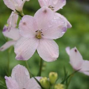 Lilium 'Mona Lisa' PP7,379