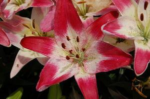 Lilium 'Stargazer'