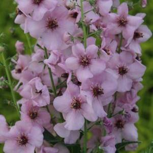 Lychnis chalcedonica