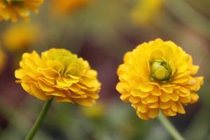 Papaver orientale 'Allegro'