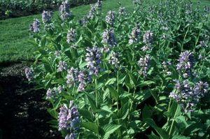 Penstemon barbatus 'Prairie Dusk'
