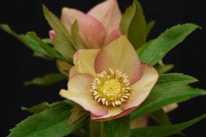 Stokesia laevis 'Mary Gregory'