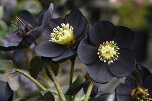 Thalictrum rochebrunianum