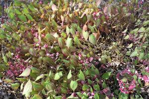 Tradescantia andersoniana 'Concord Grape'
