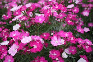 Veronica 'Giles Van Hees'