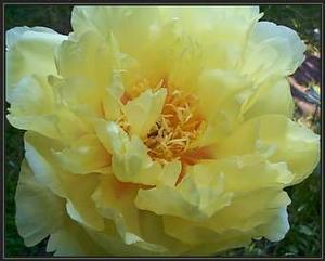 Chrysanthemum  'Vicki' PP12,239