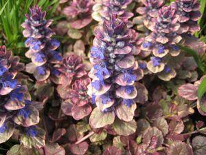Hosta  'Sum and Substance'