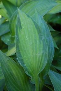 Phlox paniculata 'Lizzy' PP11,574