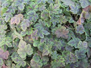 Anethum graveolens