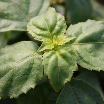Euphorbia corollata