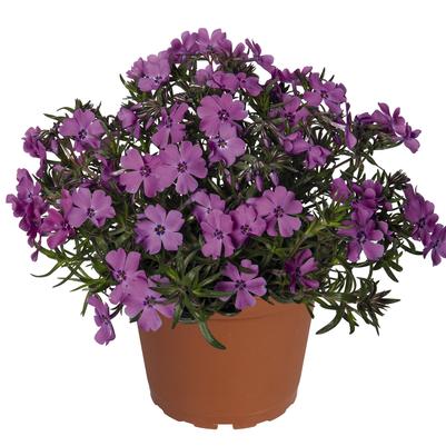 Phlox subulata Spring™ Purple (Moss Phlox)