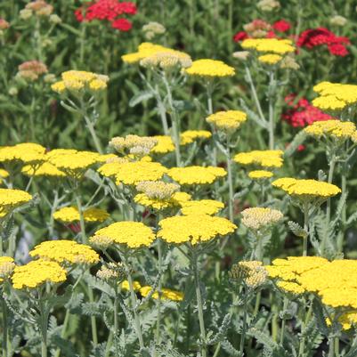 Achillea Moonshine