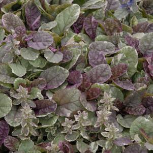 Ajuga reptans Burgundy Glow