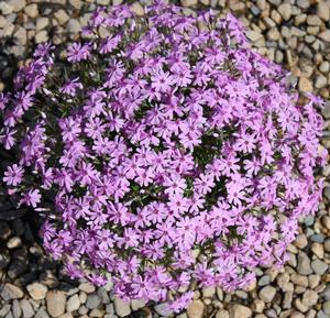 Phlox subulata Fort Hill (Moss Phlox)