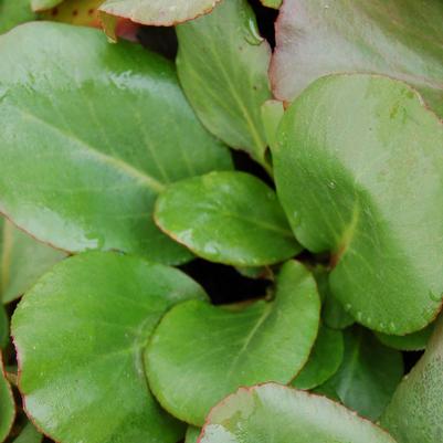 Bergenia cordifolia Winterglut