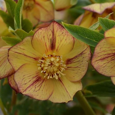 Helleborus Honeymoon® Tropical Sunset