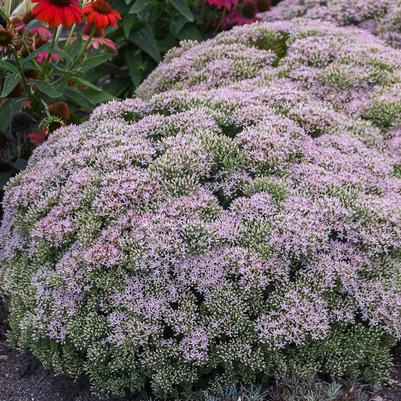 Sedum ROCK 'N ROUND® 'Pure Joy' ROCK 'N ROUND® 