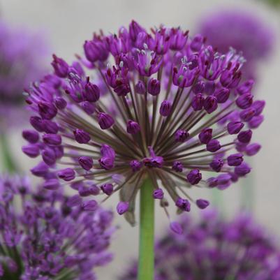 Allium aflatunense Purple Sensation