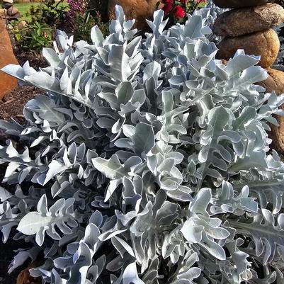 Centaurea ragusina Silver Swirl