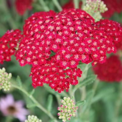 Achillea millefolium Red Velvet