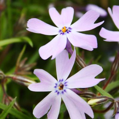 Phlox subulata Emerald Blue