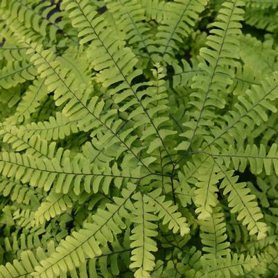 Adiantum pedatum 