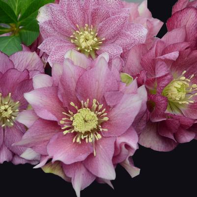 Helleborus Wedding Party® Maid of Honor