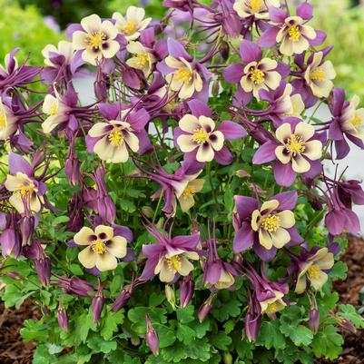 Aquilegia Purple Yellow