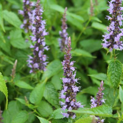 Agastache rugosa Little Adder