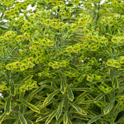 Euphorbia martinii Ascot Rainbow