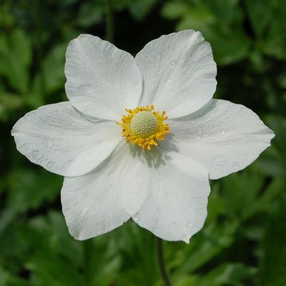 Anemone sylvestris (Snowdrop Anemone)