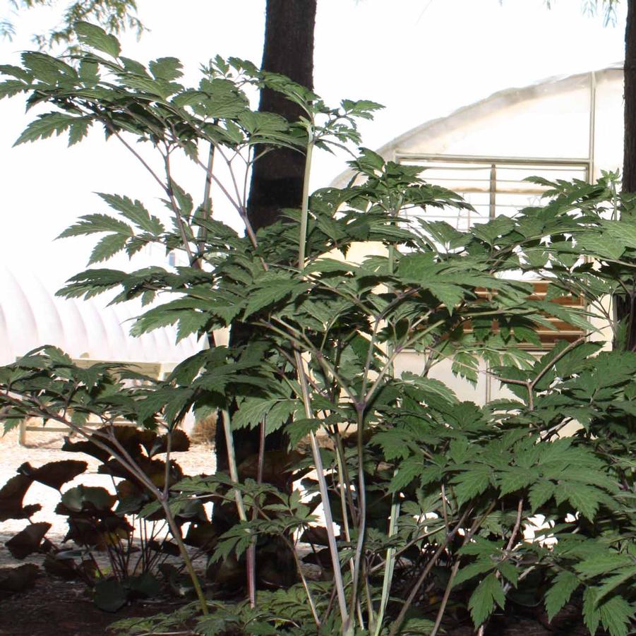 Cimicifuga (Actaea) ramosa 'Atropurpurea' - Branched Bugbane from Hoffie Nursery